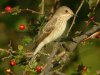 Spotted Flycatcher at Gunners Park (Steve Arlow) (96049 bytes)